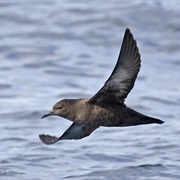 Sooty Shearwater