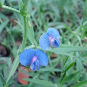 Grass Pea / White Vetch (Lathyrus Sativus)