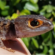 Crocodile Skink