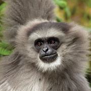 Javan Gibbon