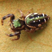 Emerald Jumping Spider