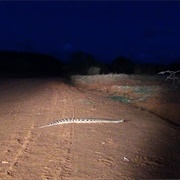 Puff Adder