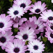 African Daisy