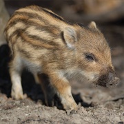 Wild Boar