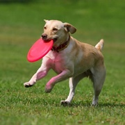 Play Frisbee With Your Dog