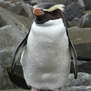 Fjordland Crested Penguin