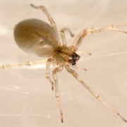 Long Legged Sac Spider