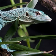 Emerald Tree Monitor