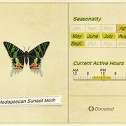 Madagascan Sunset Moth