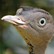 Buff Crested Bustard