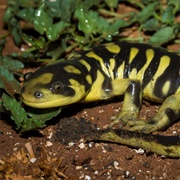 Barred Tiger Salamander