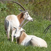 Scimitar-Horned Oryx