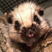 Northern Luzon Giant Cloud Rat