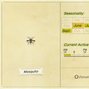 Mosquito