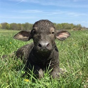 Water Buffalo