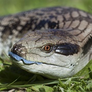 Blue-Tongued Skink