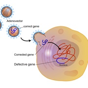 Gene Therapy