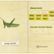 Long Locust