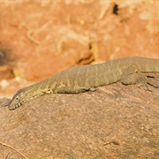 Nile Monitor