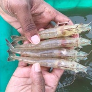 American White Shrimp