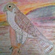 Falcon Meagan Scribner