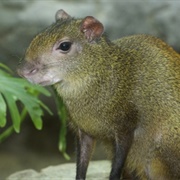 Red-Rumped Agouti