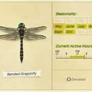 Banded Dragonfly