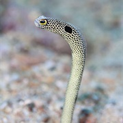 Spotted Garden Eel