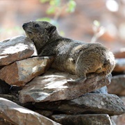 Bush Hyrax