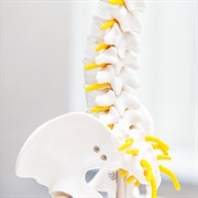 Chiropractic Care