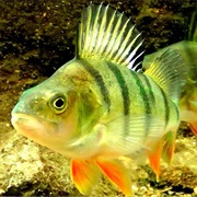 Yellow Perch