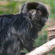 Goeldi&#39;s Monkey