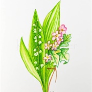 May-Lily of the Valley/Hawthorn