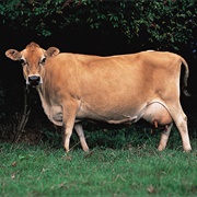 Jersey Cow