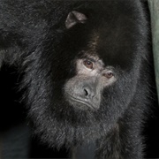 Black Howler Monkey