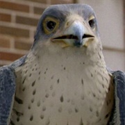 Falcon (Stuart Little 2)