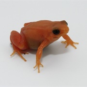 Golden Mantella Frog