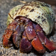 Land Hermit Crab