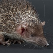 Greater Madagascar Hedgehog Tenrec