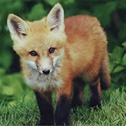 Red Fox