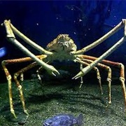 Japanese Spider Crab