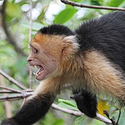 Manuel Antonio National Park