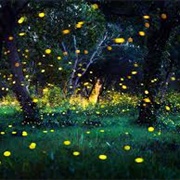 Watch Fireflies