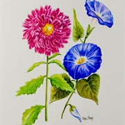 September-Aster/Morning Glory