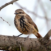 Spotted Palm Thrush