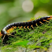 Giant Centipede