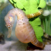 Pot-Bellied Sea Horse