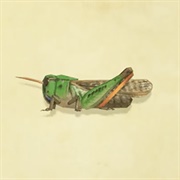 Migratory Locust