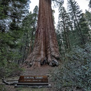 General Grant Tree