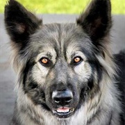 American Alsatian